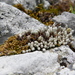 Saxifraga conifera - Photo (c) Jorge Calvo Yuste, some rights reserved (CC BY-NC), uploaded by Jorge Calvo Yuste