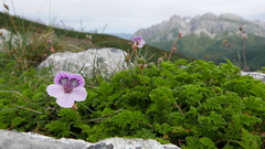 Erodium glandulosum