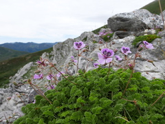 Erodium glandulosum