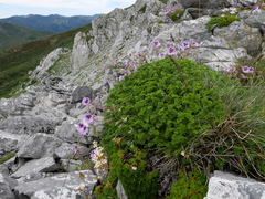 Erodium glandulosum