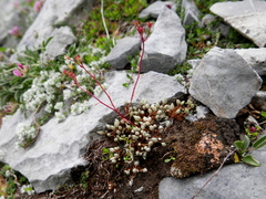 Saxifraga conifera
