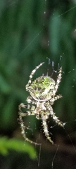 Araneus seminiger