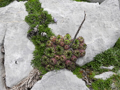 Sempervivum vicentei