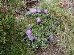 Jurinea humilis