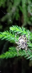 Araneus seminiger