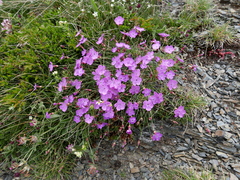 Dianthus pungens brachyanthus