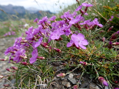 Dianthus pungens brachyanthus
