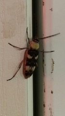 Megacyllene antennata