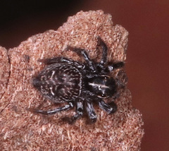 Saitis virgatus