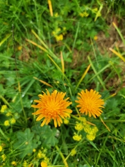 Crepis aurea
