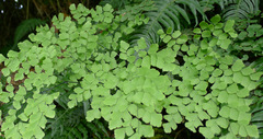 Adiantum tenerum