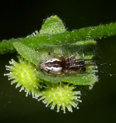 Theridion theridioides