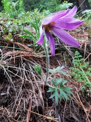 Pulsatilla halleri