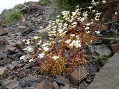 Saxifraga fragosoi