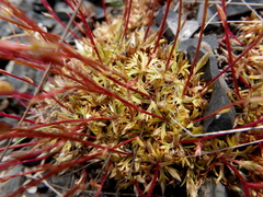 Saxifraga fragosoi