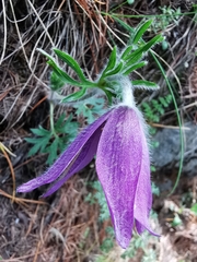 Pulsatilla halleri