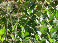 Salix lucida lucida