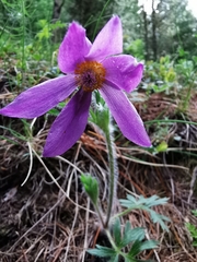 Pulsatilla halleri
