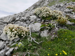 Saxifraga canaliculata