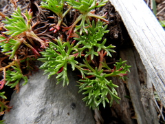 Saxifraga canaliculata