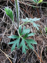 Pulsatilla halleri