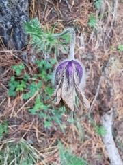 Pulsatilla halleri