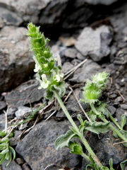 Sideritis hyssopifolia