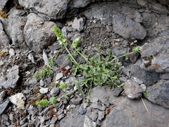 Sideritis hyssopifolia