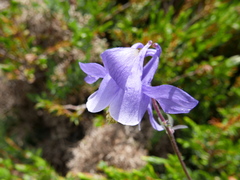 Aquilegia vulgaris vulgaris