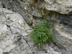 Anemone pavoniana