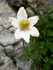 Anemone pavoniana