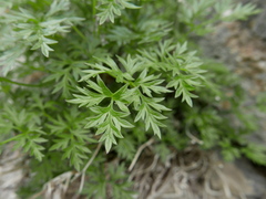 Anemone pavoniana