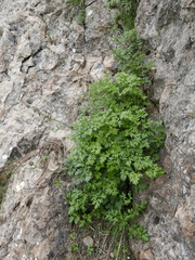 Anemone pavoniana