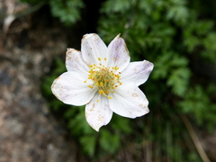 Anemone pavoniana