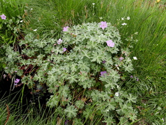 Geranium subargenteum