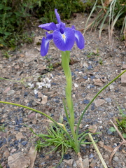 Iris latifolia