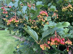 Viburnum opulus americanum