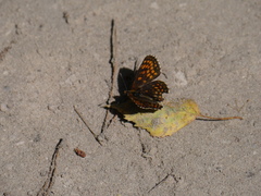 Melitaea diamina