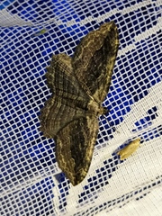 Philereme transversata