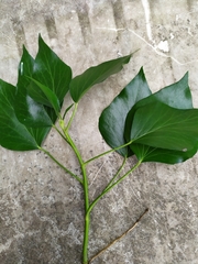 Hedera helix