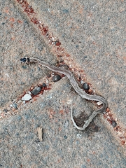 Sibynophis subpunctatus
