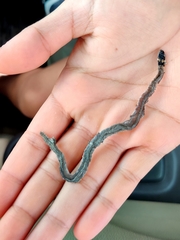 Sibynophis subpunctatus