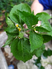 Galinsoga quadriradiata