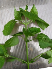 Galinsoga quadriradiata