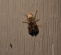 Occidentalia comptulatalis