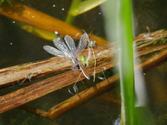 Limnoporus rufoscutellatus
