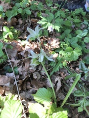 Ornithogalum nutans