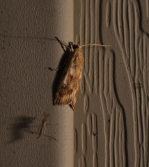 Occidentalia comptulatalis