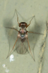 Medeterinae