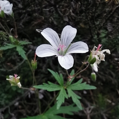 Geranium rivulare